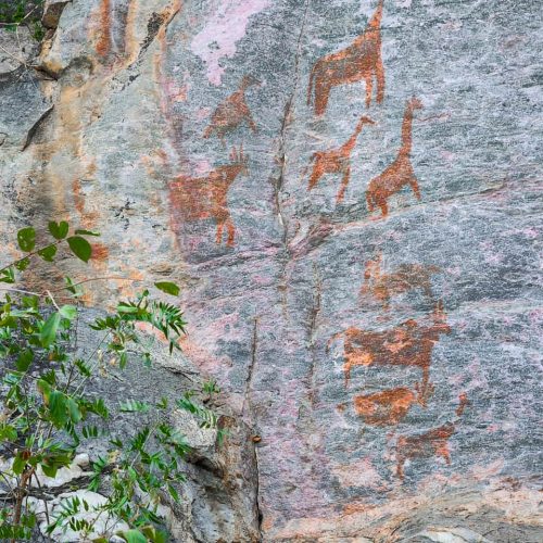 Rock Art Animals Tsodilo Hills Botswana