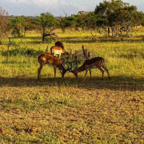 Kruger National Park, Mpumalanga RSA